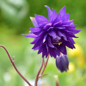 Aquilegia vulgaris Blue Barlow - Ancolie des jardins Blue Barlow - Ancolie