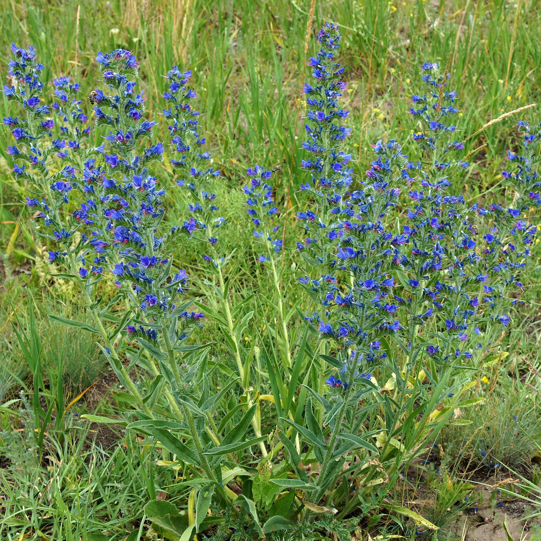 Fleurs vivaces - Echium vulgare - Vipérine commune - Echium vulgare