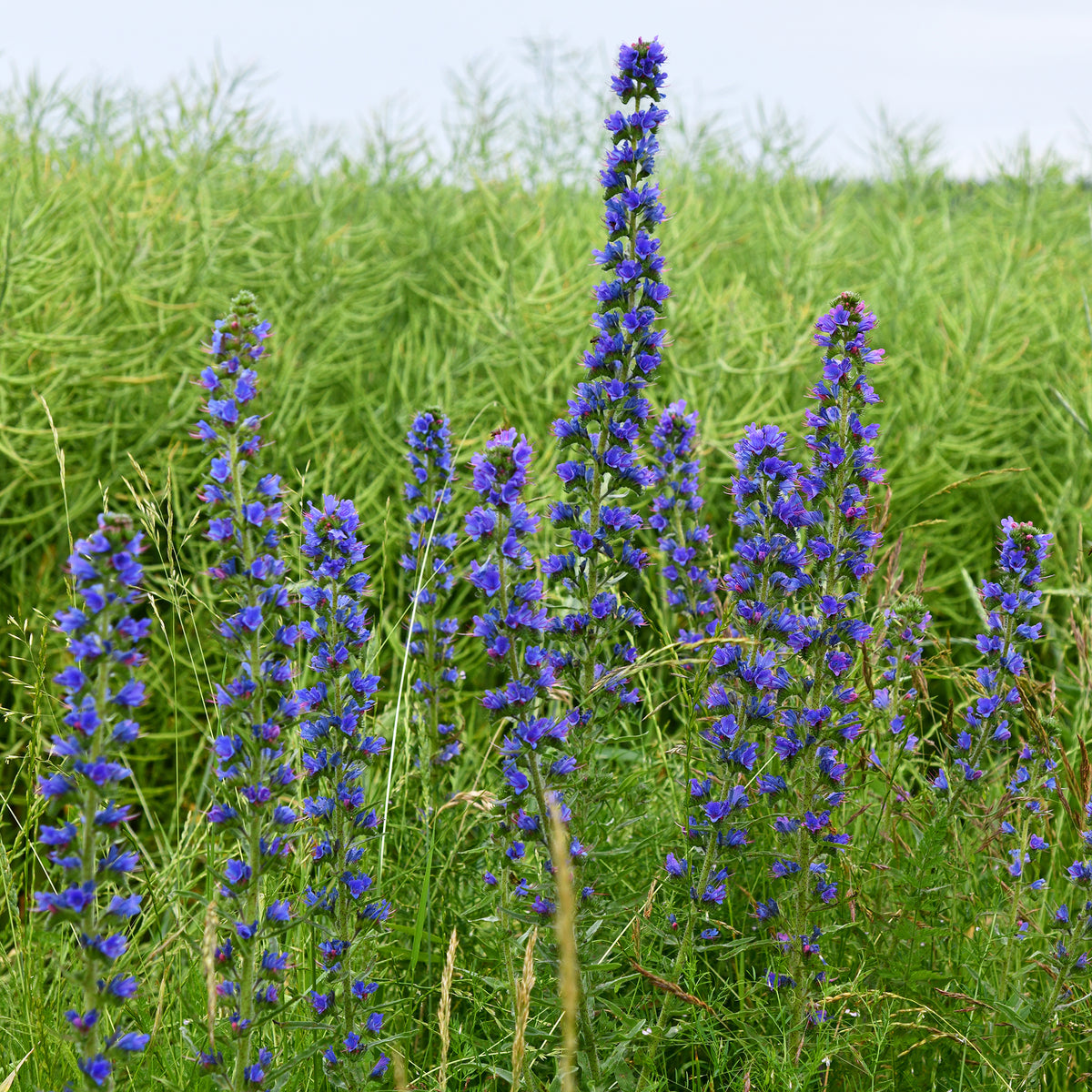 Echium vulgare - Vipérine commune - Willemse