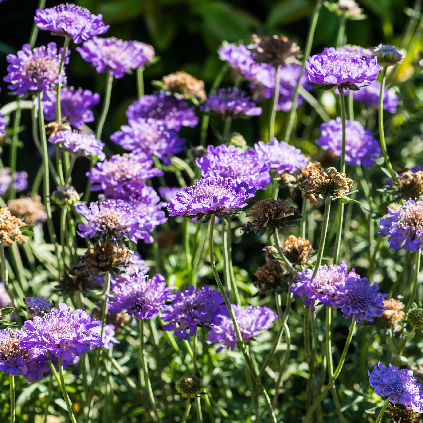 Scabiosa columbaria - Scabieuse colombaire - Scabieuse