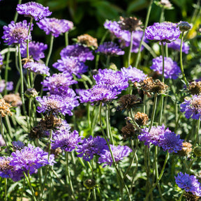 Scabiosa columbaria - Scabieuse colombaire - Scabieuse