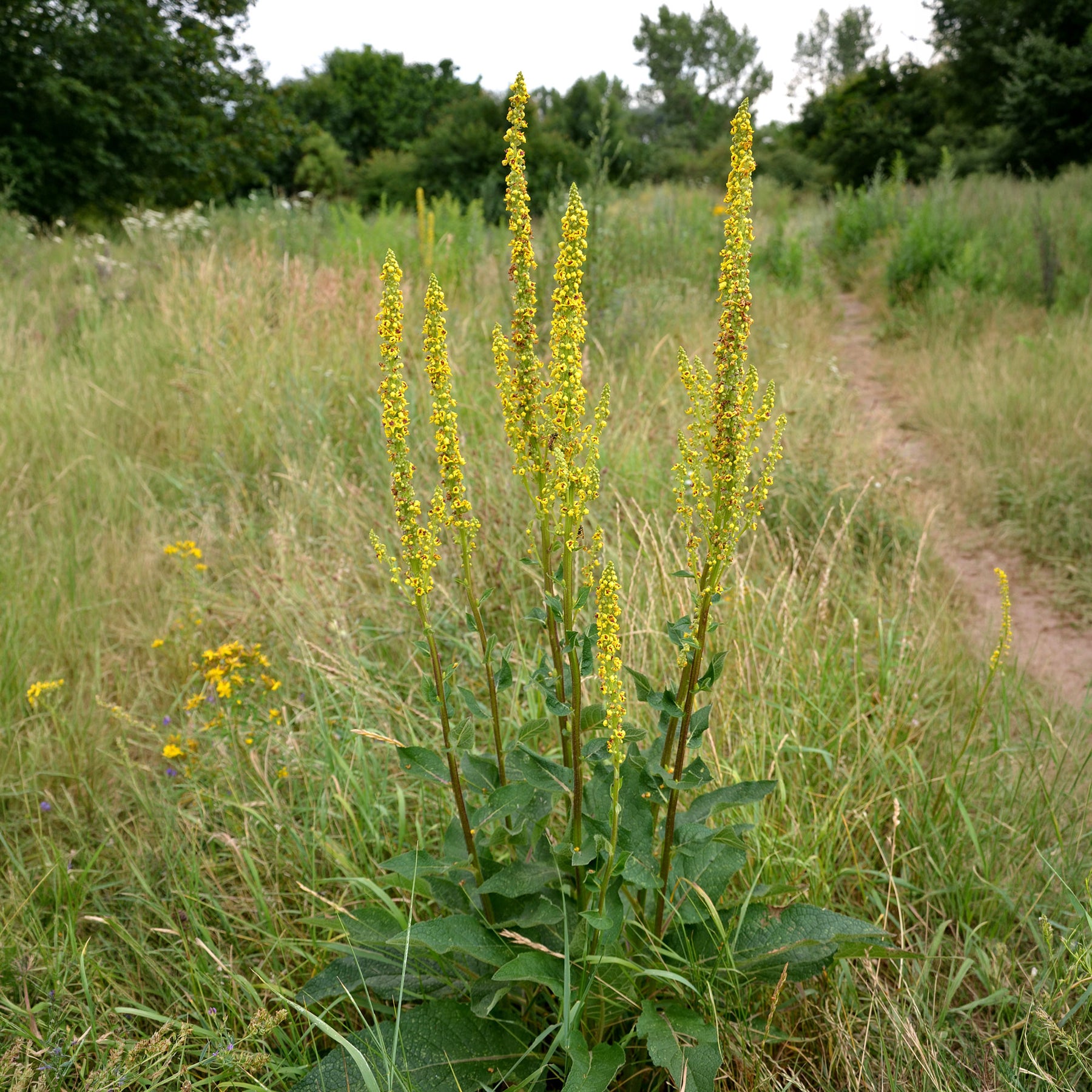 Molène - Molène noire Bouillon noir - Verbascum nigrum