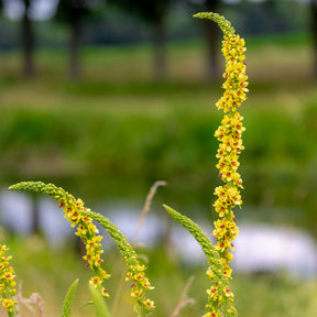 Verbascum nigrum - Molène noire Bouillon noir - Molène