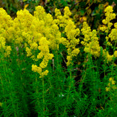 Caille-lait jaune - Gaillet vrai