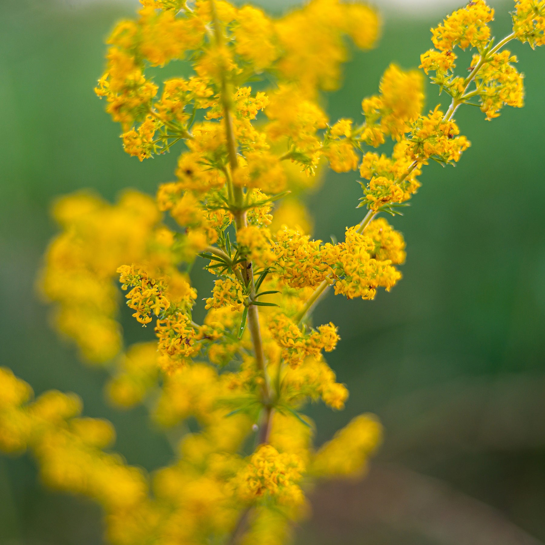Caille-lait jaune - Gaillet vrai