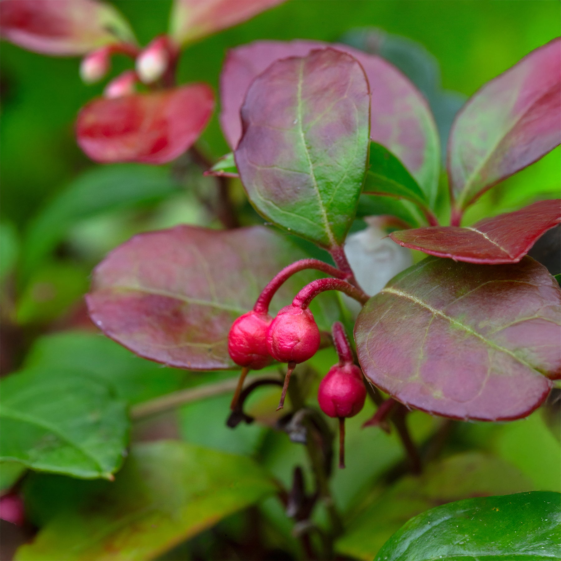 Gaultheria procumbens Big Berry - Gaultheria procumbens Big Berry - Willemse