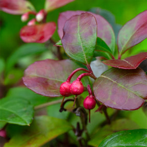 Gaultheria procumbens Big Berry - Gaultheria procumbens Big Berry - Willemse