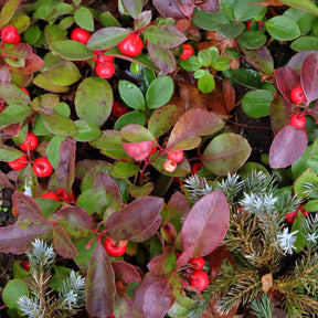 Gaultheria procumbens Big Berry - Gaultheria procumbens Big Berry - Arbustes à feuillage persistant