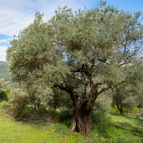 Olea europaea - Olivier - Olea europaea - Olivier
