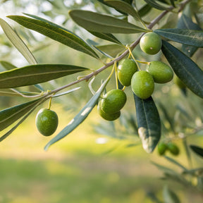 Vente Olivier - Olea europaea - Olea europaea