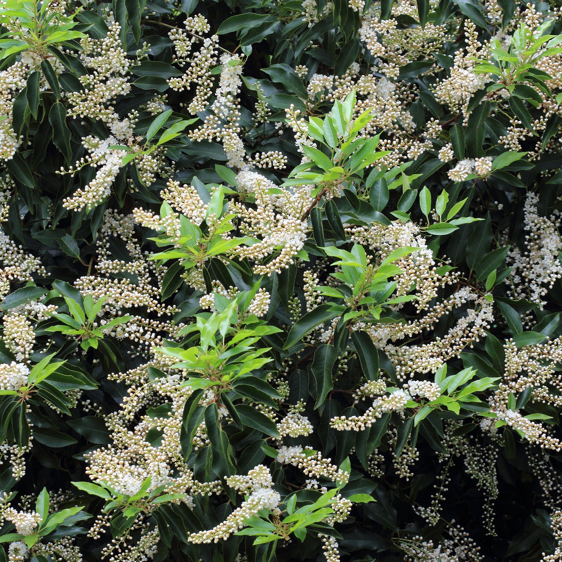 Prunus lusitanica angustifolia - 3 Lauriers du Portugal Angustifolia - Lauriers