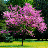 L'Arbre de Judée