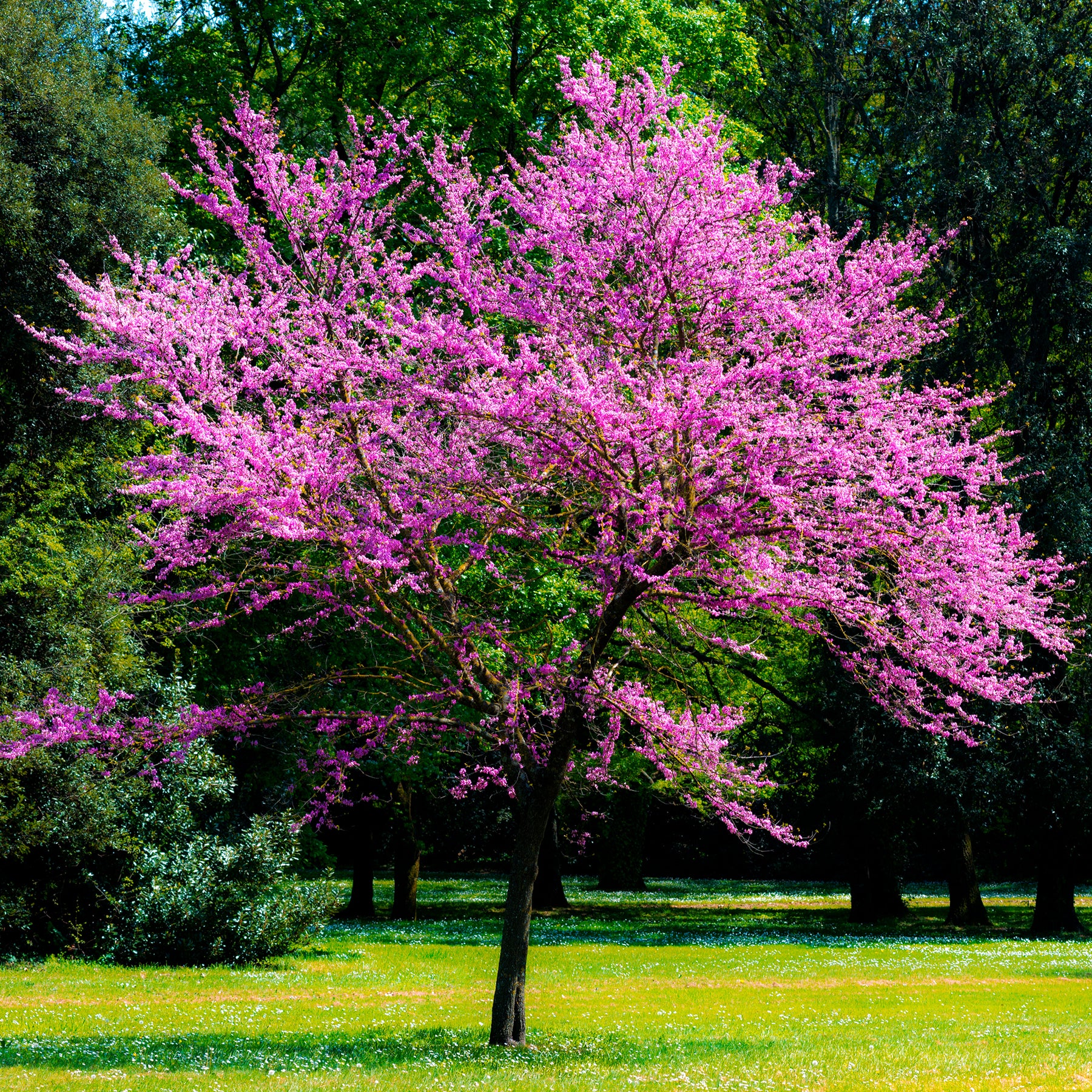 L'Arbre de Judée