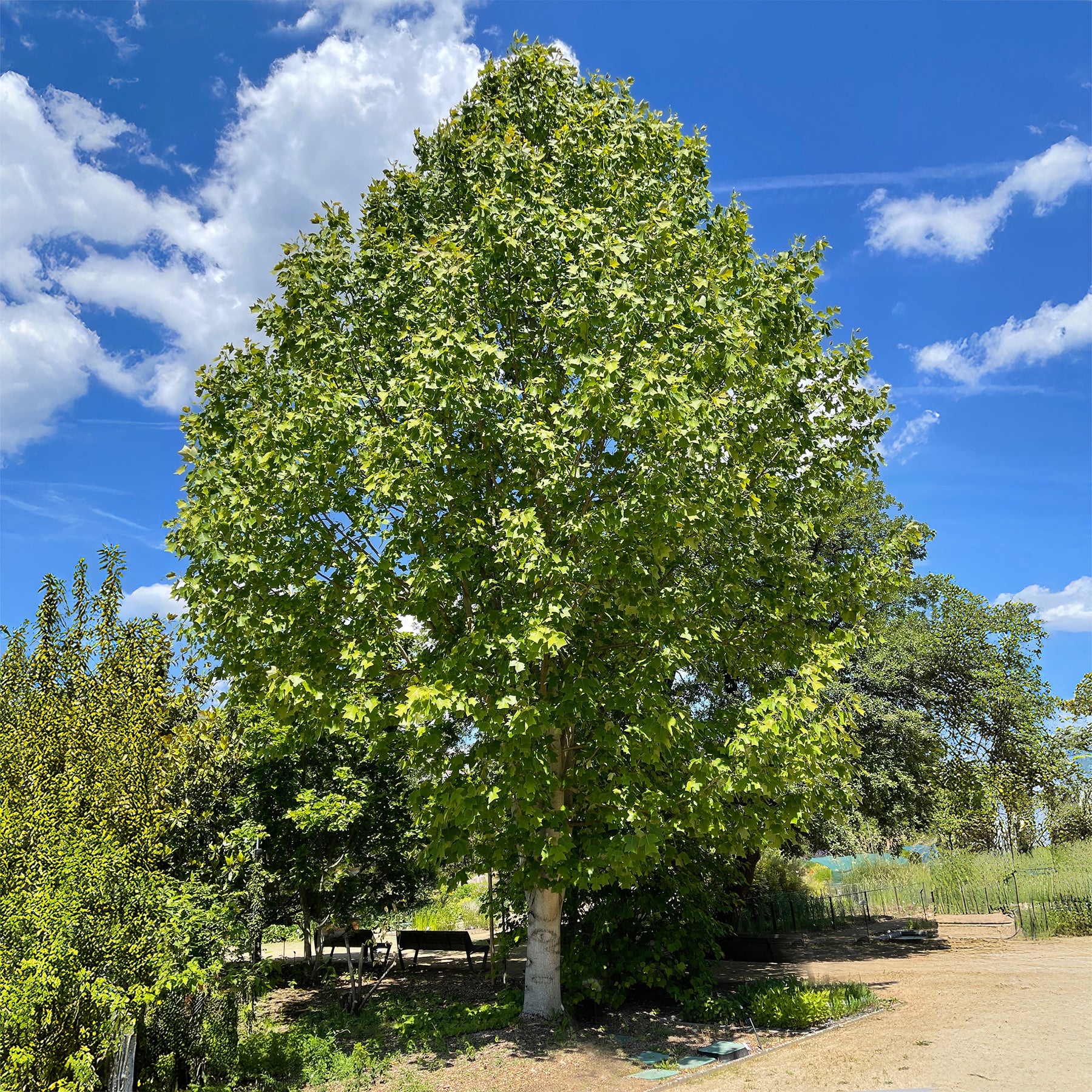 Liriodendron tulipifera danny - Tulipier de Virginie - Arbres à fleurs