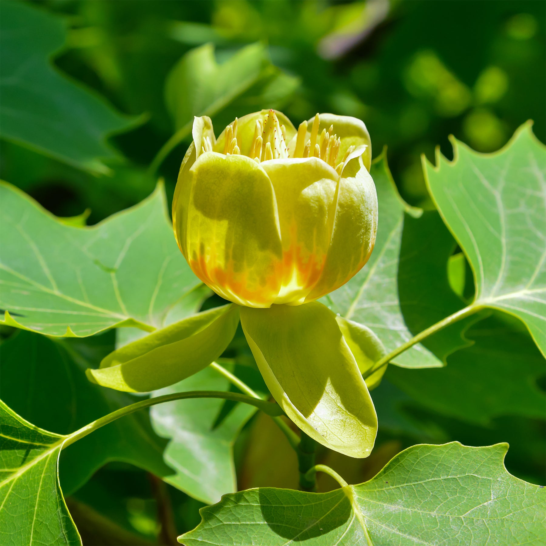 Vente Tulipier de Virginie