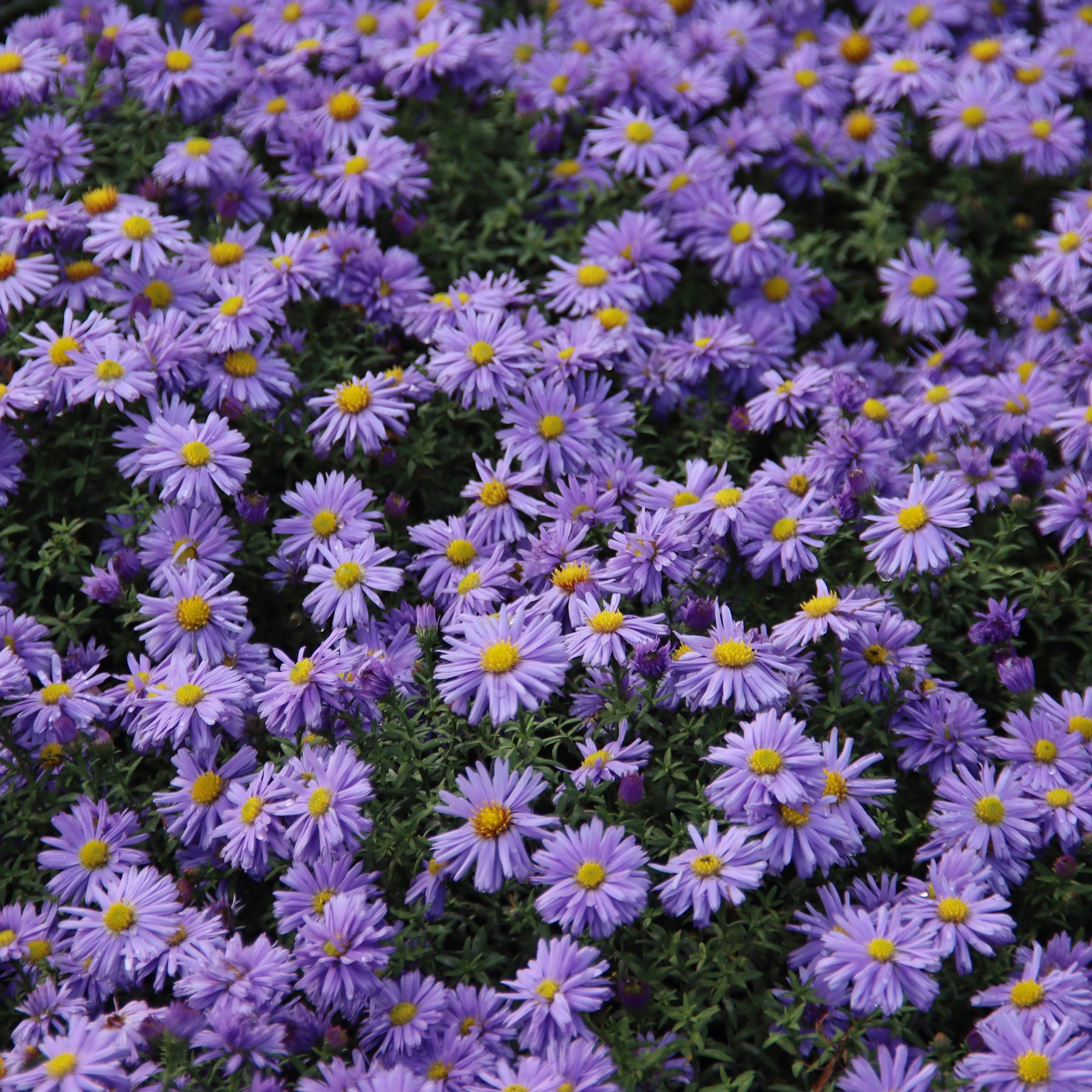 Aster dumosus Lady In Blue