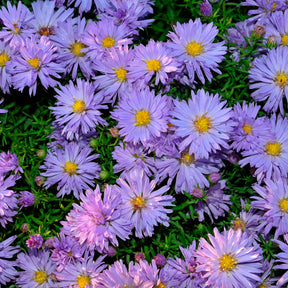 Aster dumosus Lady In Blue