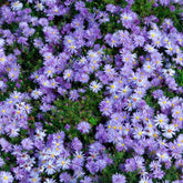 Aster dumosus Lady In Blue