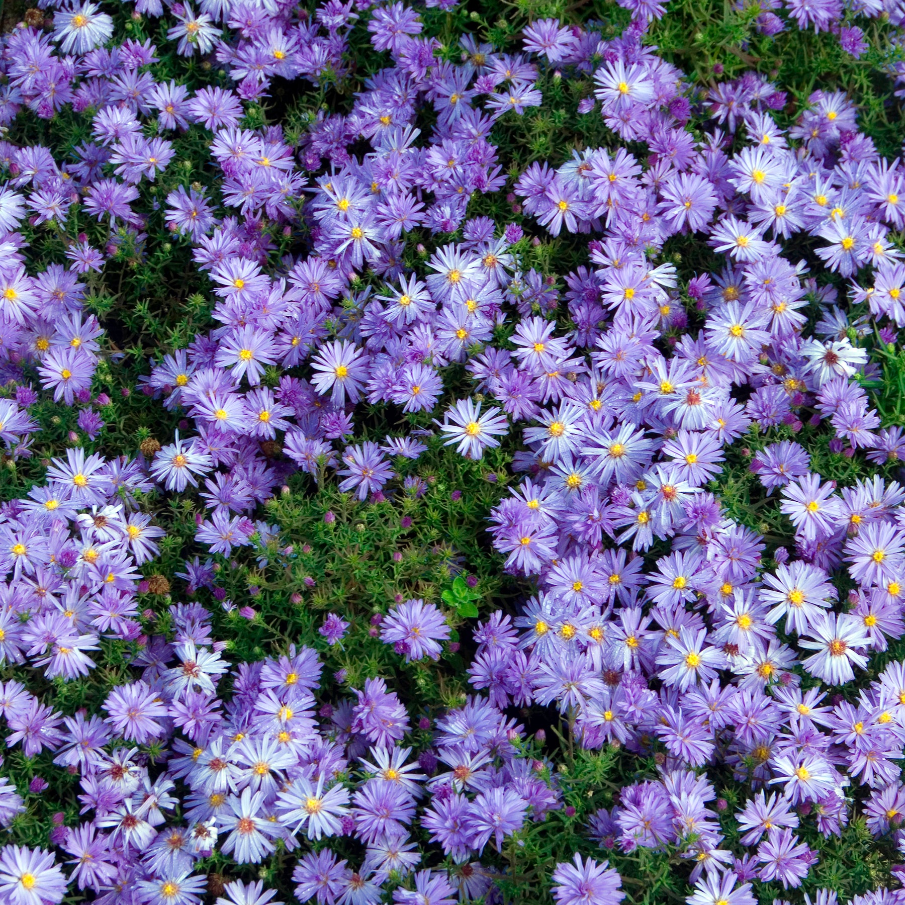Aster dumosus Lady In Blue