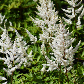 Astilbe d'Arends Brautschleier - Willemse