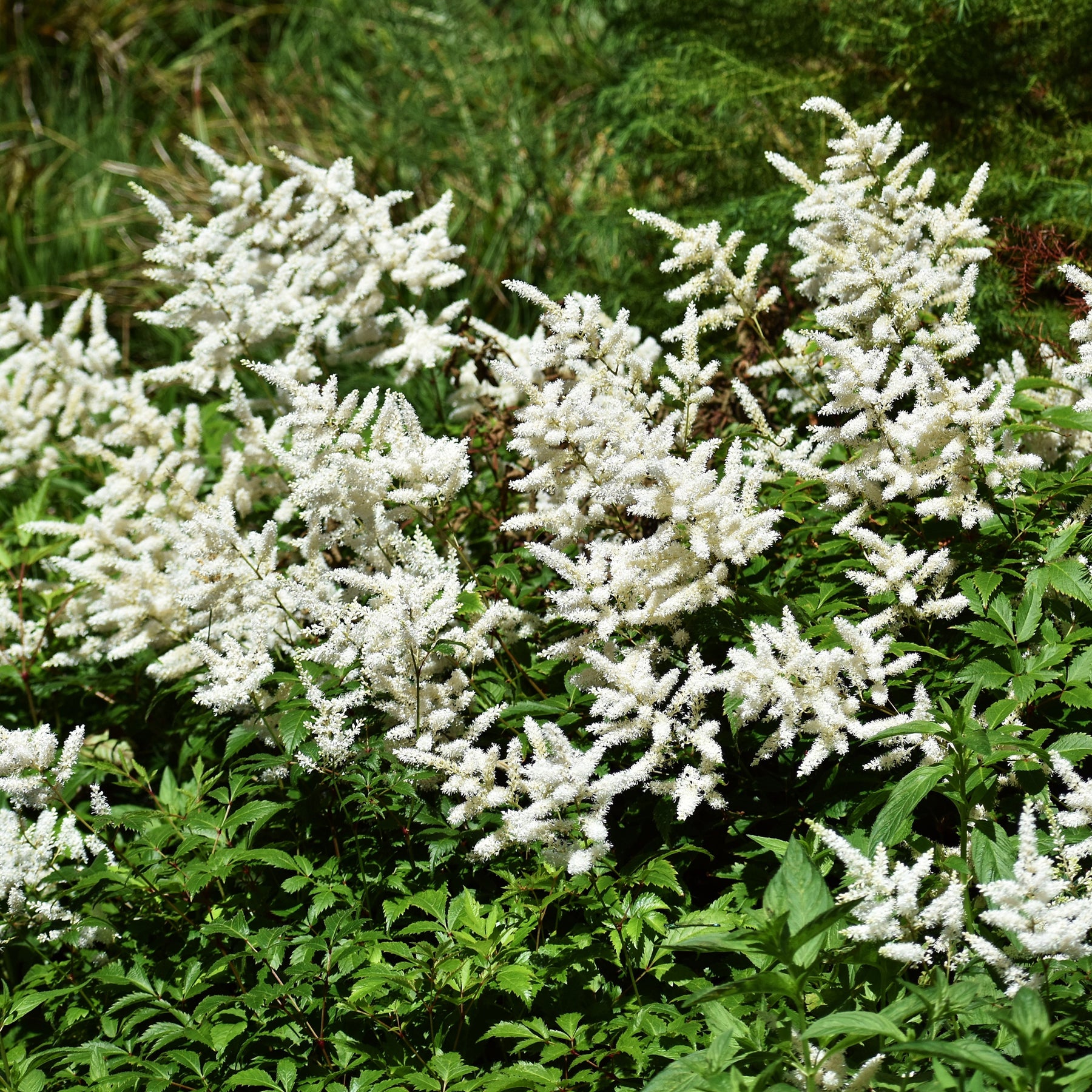 Astilbe d'Arends Brautschleier - Astilbe x arendsii Brautschleier - Willemse