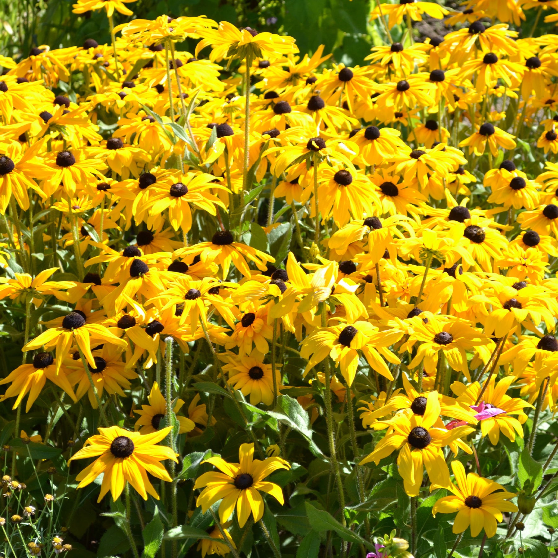 Vente Rudbeckia Goldsturm - Rudbeckia fulgida Goldsturm