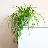 Chlorophytum comosum Vittatum - Willemse