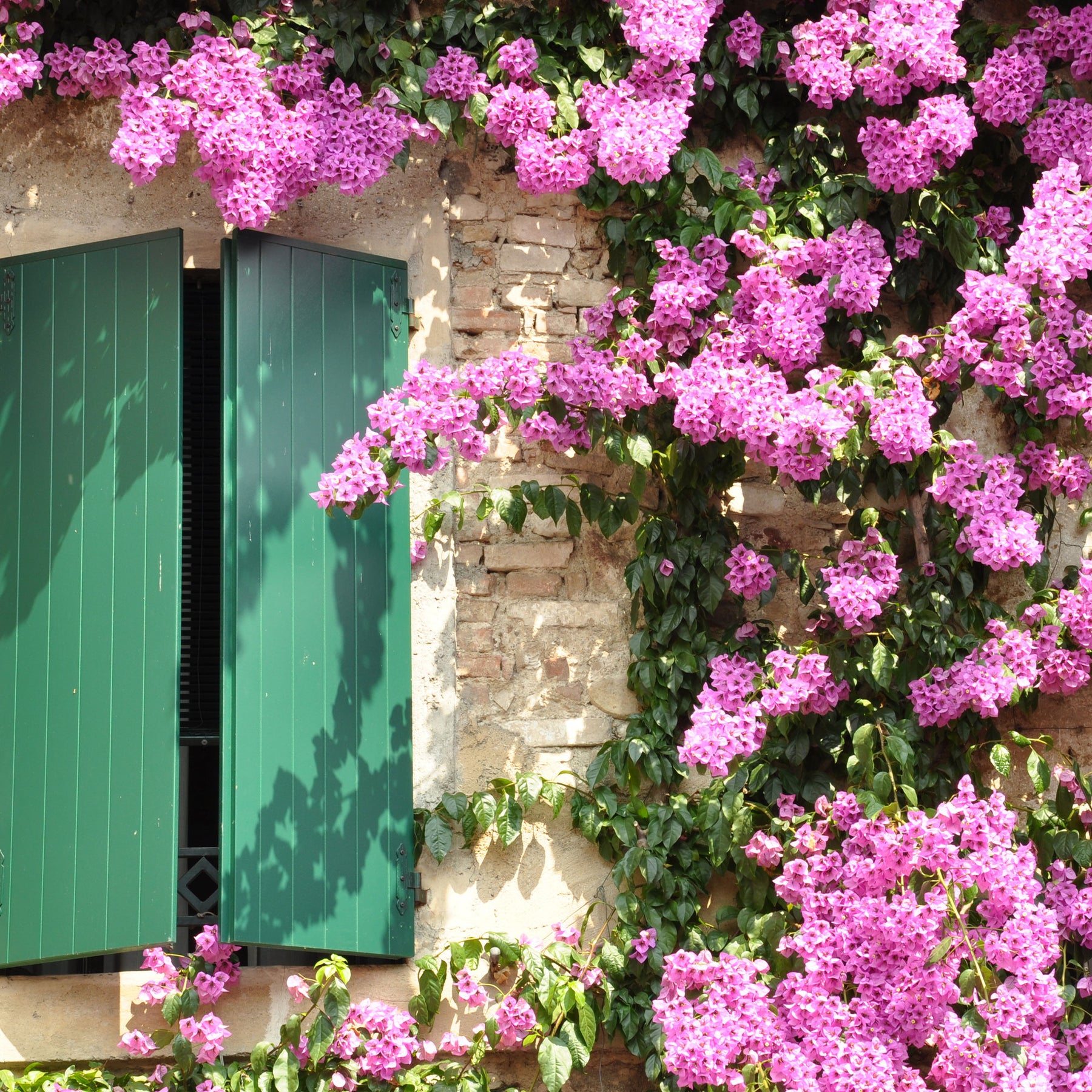 Vente Bougainvillier Rose