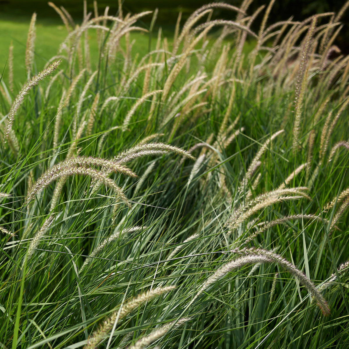 Herbe aux écouvillons d'Orient Fairy Tails - Pennisetum - Willemse