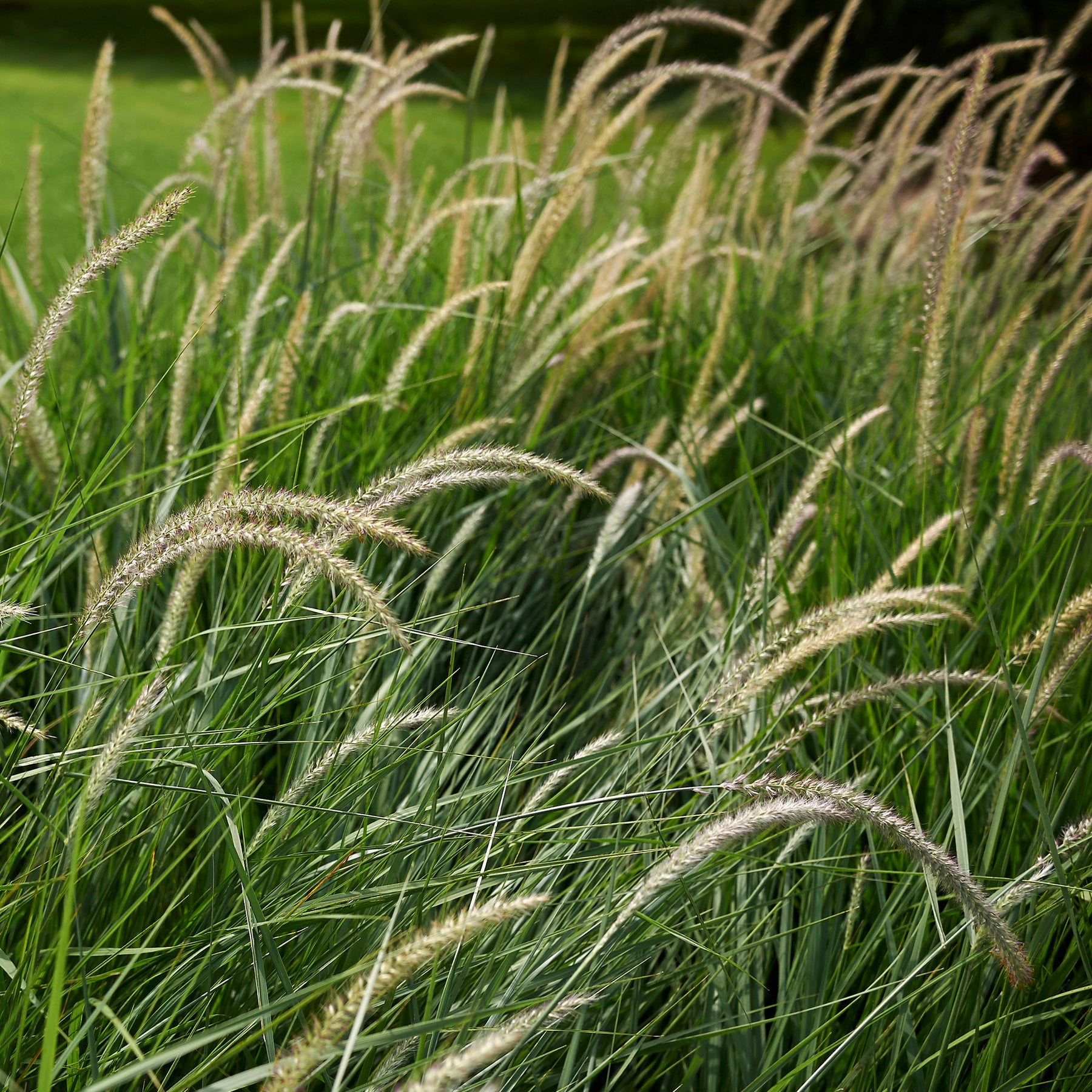 Herbe aux écouvillons d'Orient Fairy Tails - Pennisetum - Willemse