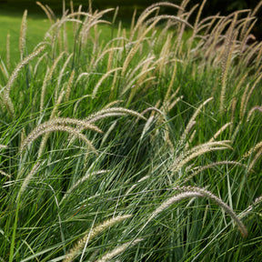 Herbe aux écouvillons d'Orient Fairy Tails - Pennisetum - Willemse