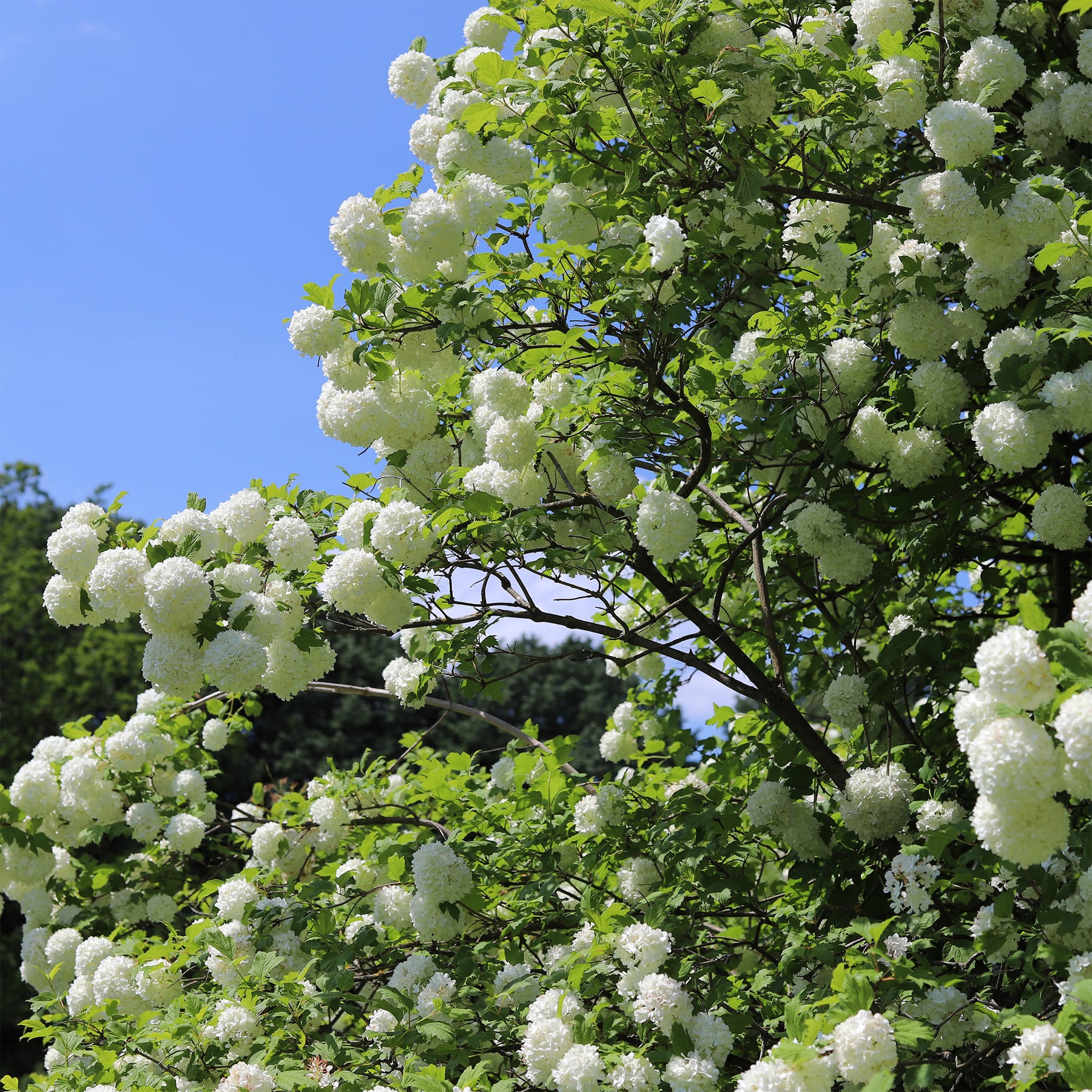 Vente Viorne Boule de neige