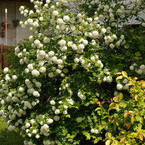 Viorne Boule de neige - Viburnum opulus Roseum - Willemse