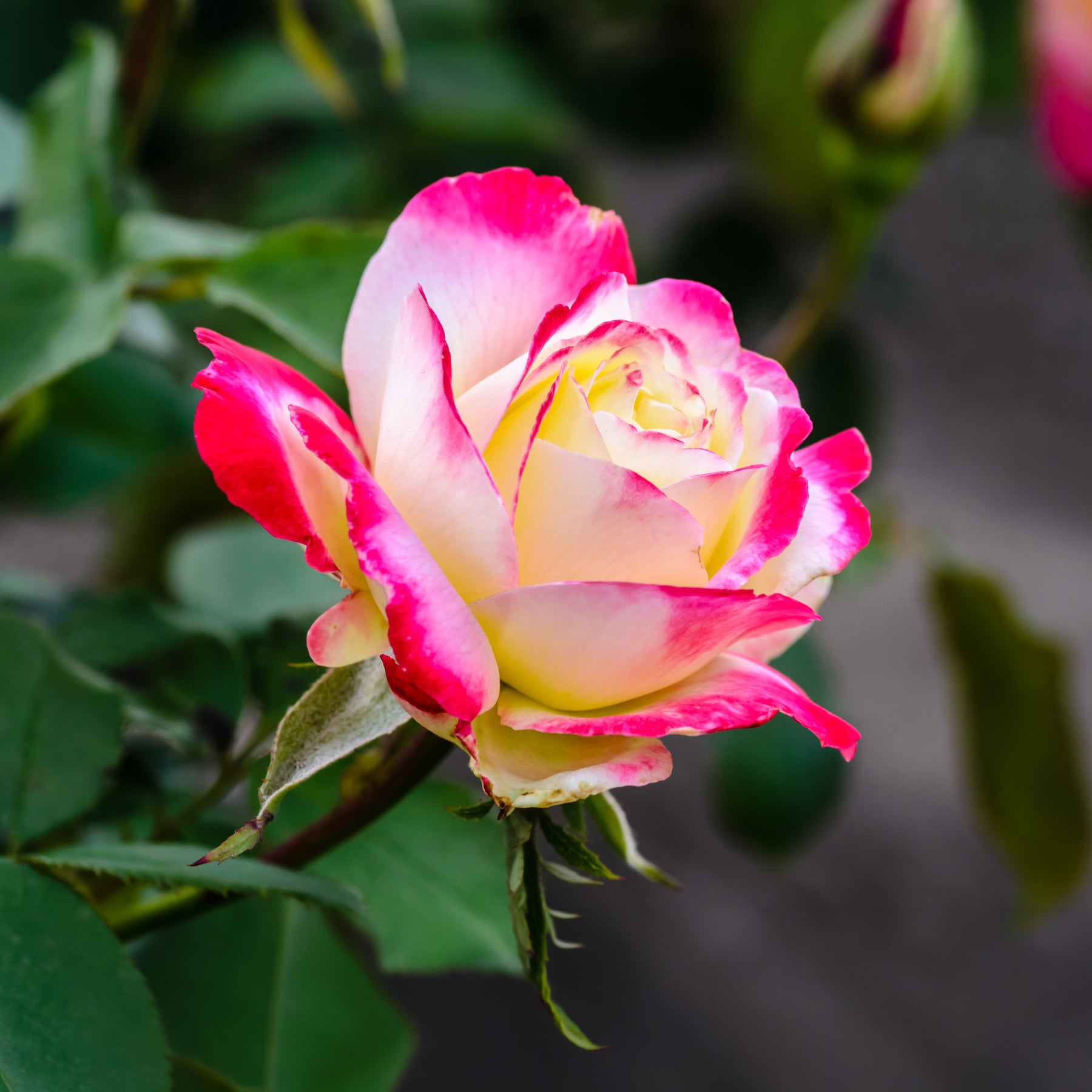 Vente Rosier buisson Double Delight