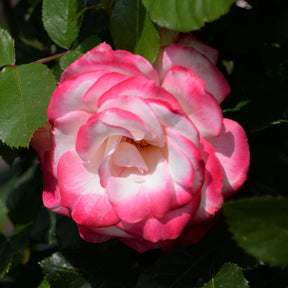 Rosier buisson Double Delight - Rosiers à grandes fleurs - Willemse