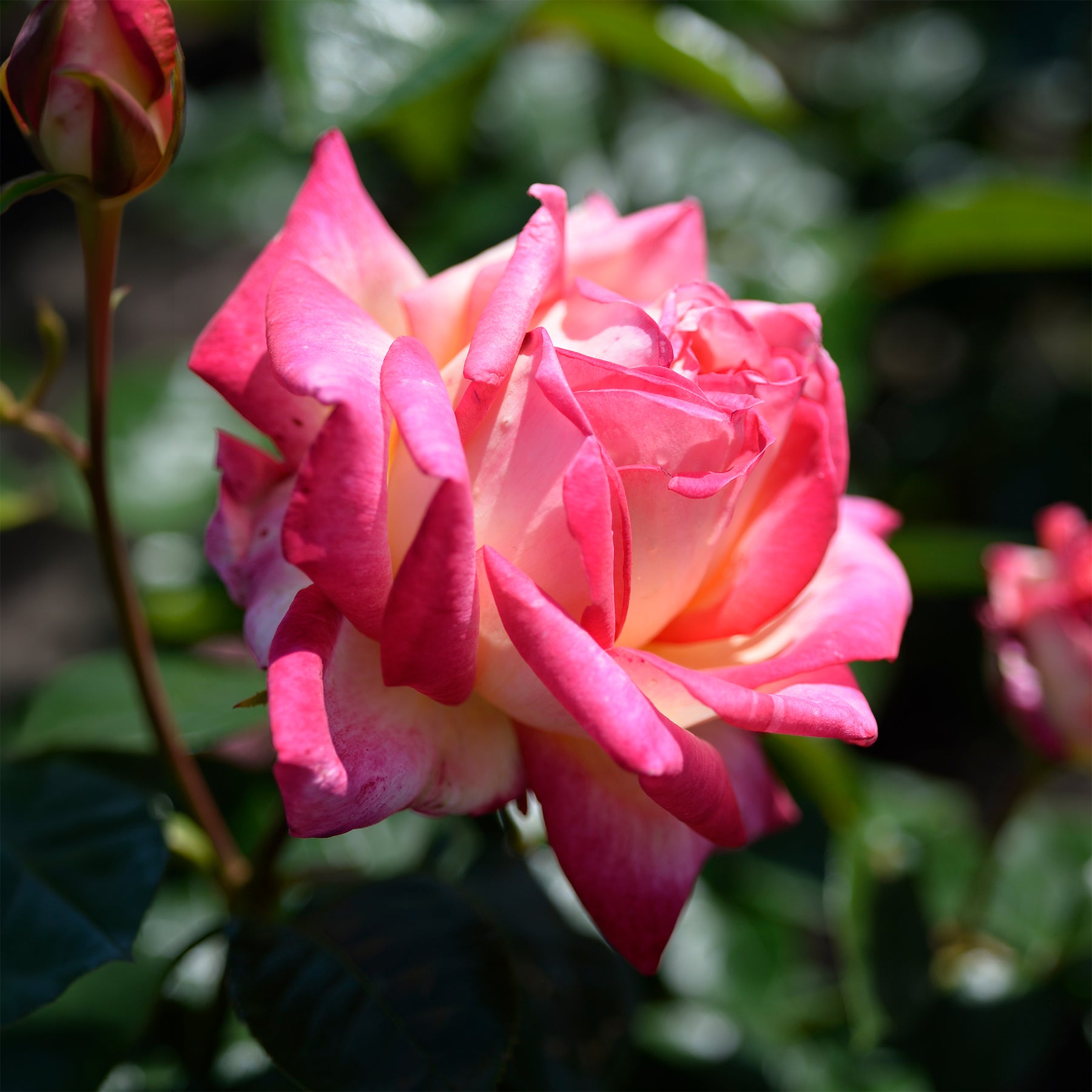 Vente Rosier buisson Double Delight - Rosa Double Delight