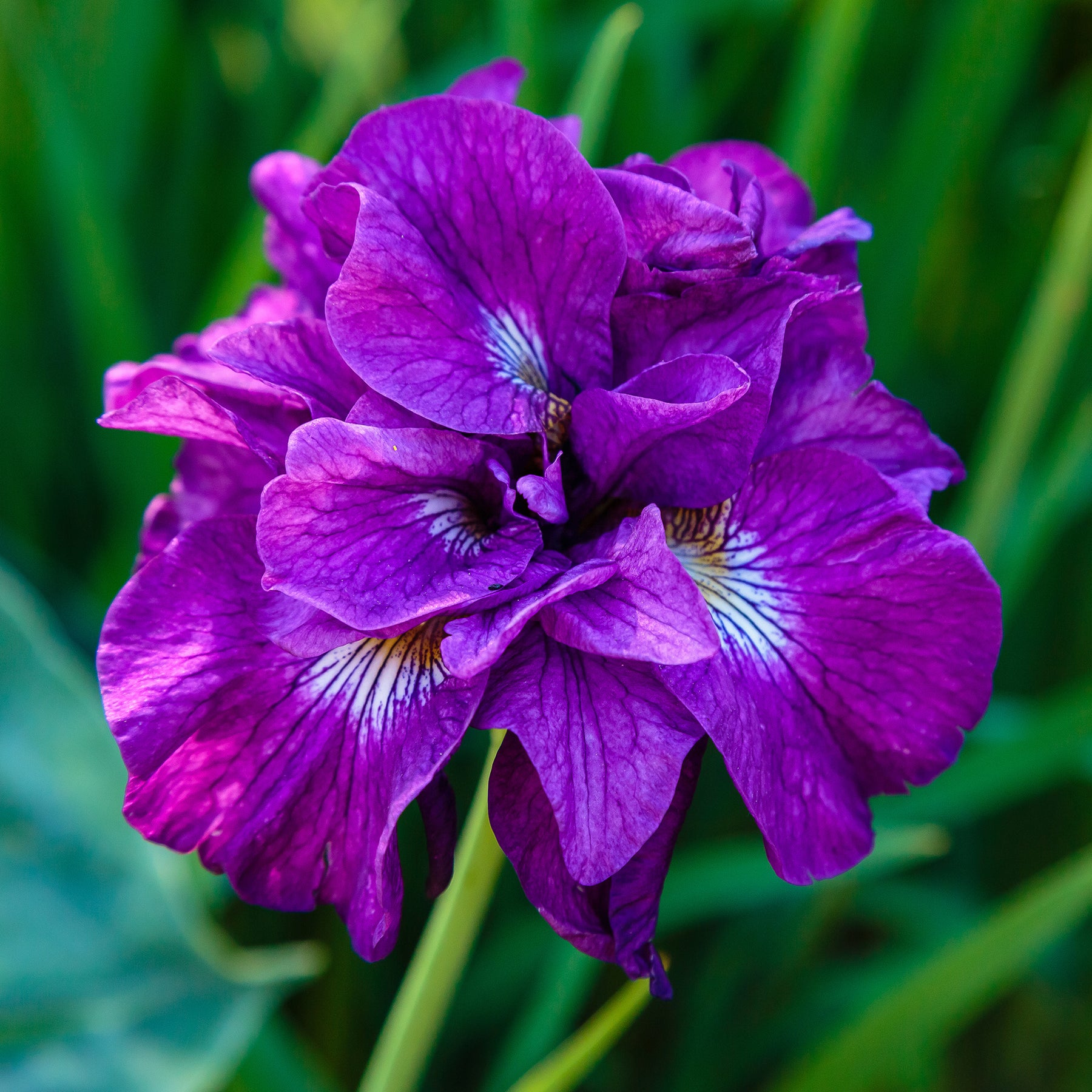 Iris sibirica Double Standard - Iris Double Standard - Iris de Sibérie et du Japon