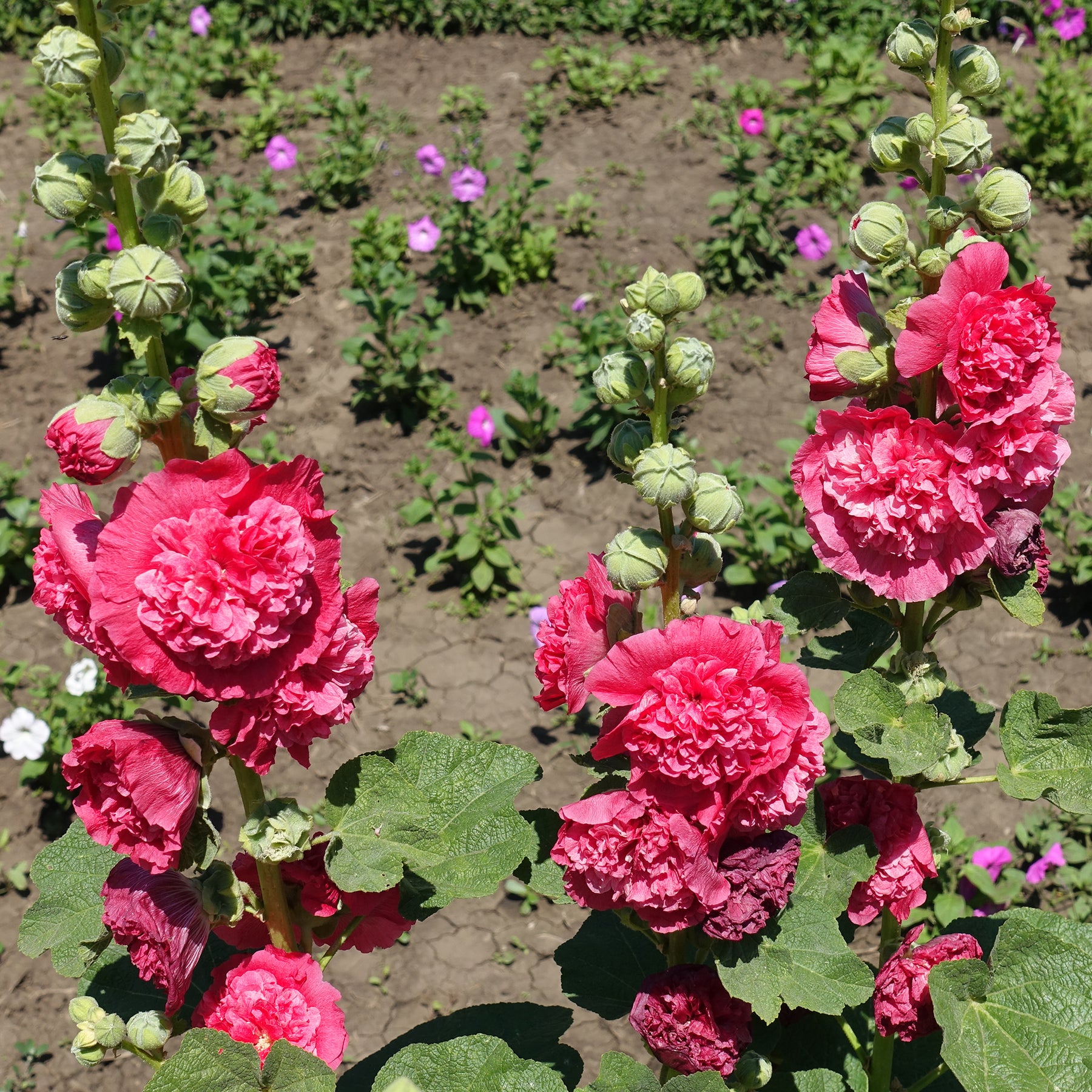 Rose trémière Chater's Double Rouge