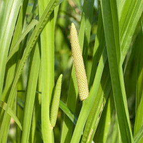 Acore odorant - Acorus calamus (kalmoes) - Willemse