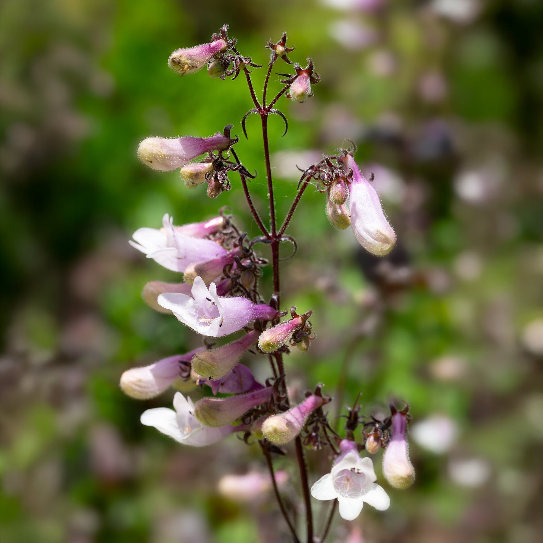 Galane Dark Towers - Penstemon - Penstemon digitalis husker red - Willemse
