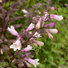 Penstemon digitalis husker red - Galane Dark Towers - Penstemon - Galane