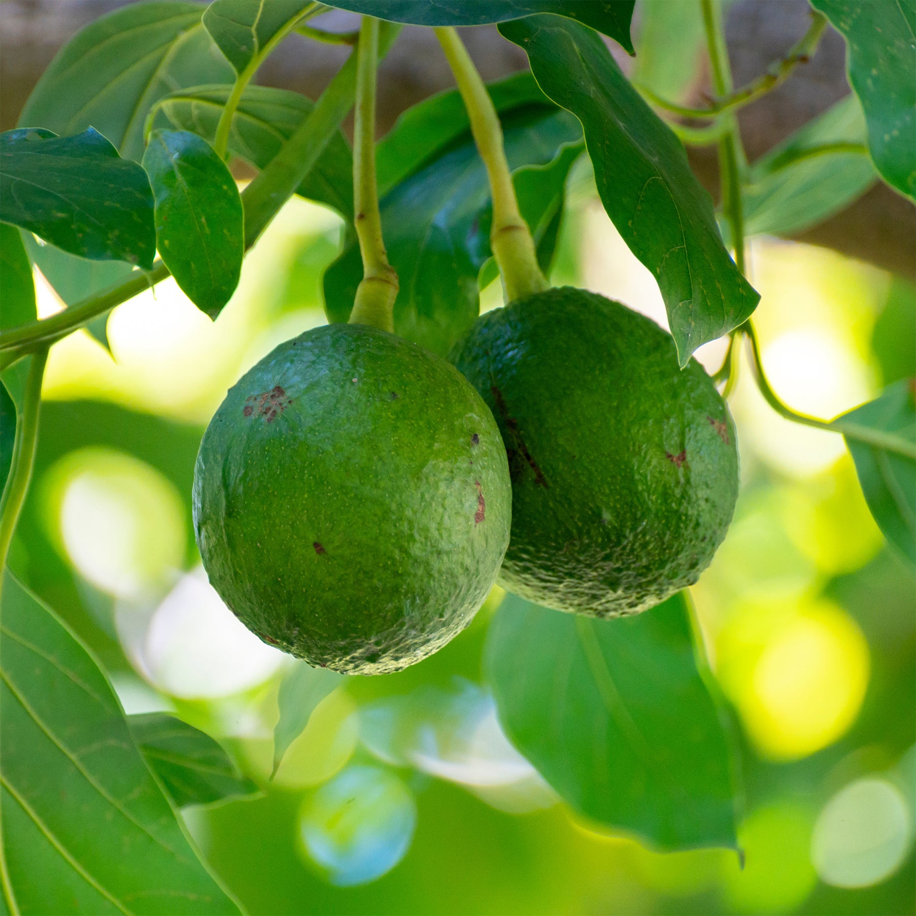 Persea americana var. Bacon (De greffe) - Avocatier Bacon - Arbres fruitiers exotiques