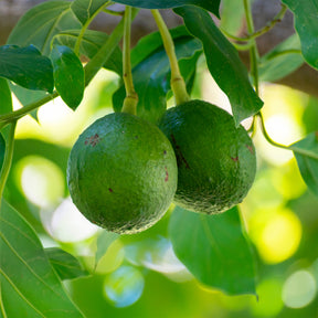 Persea americana var. Bacon (De greffe) - Avocatier Bacon - Arbres fruitiers exotiques