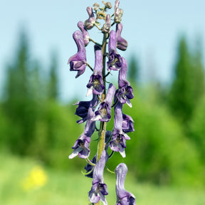 Aconit Blue Sparrow - Aconitum hybride Purple Sparrow - Willemse