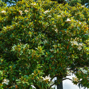 Magnolia grandiflora Alta - Magnolia grandiflora Alta - Magnolias