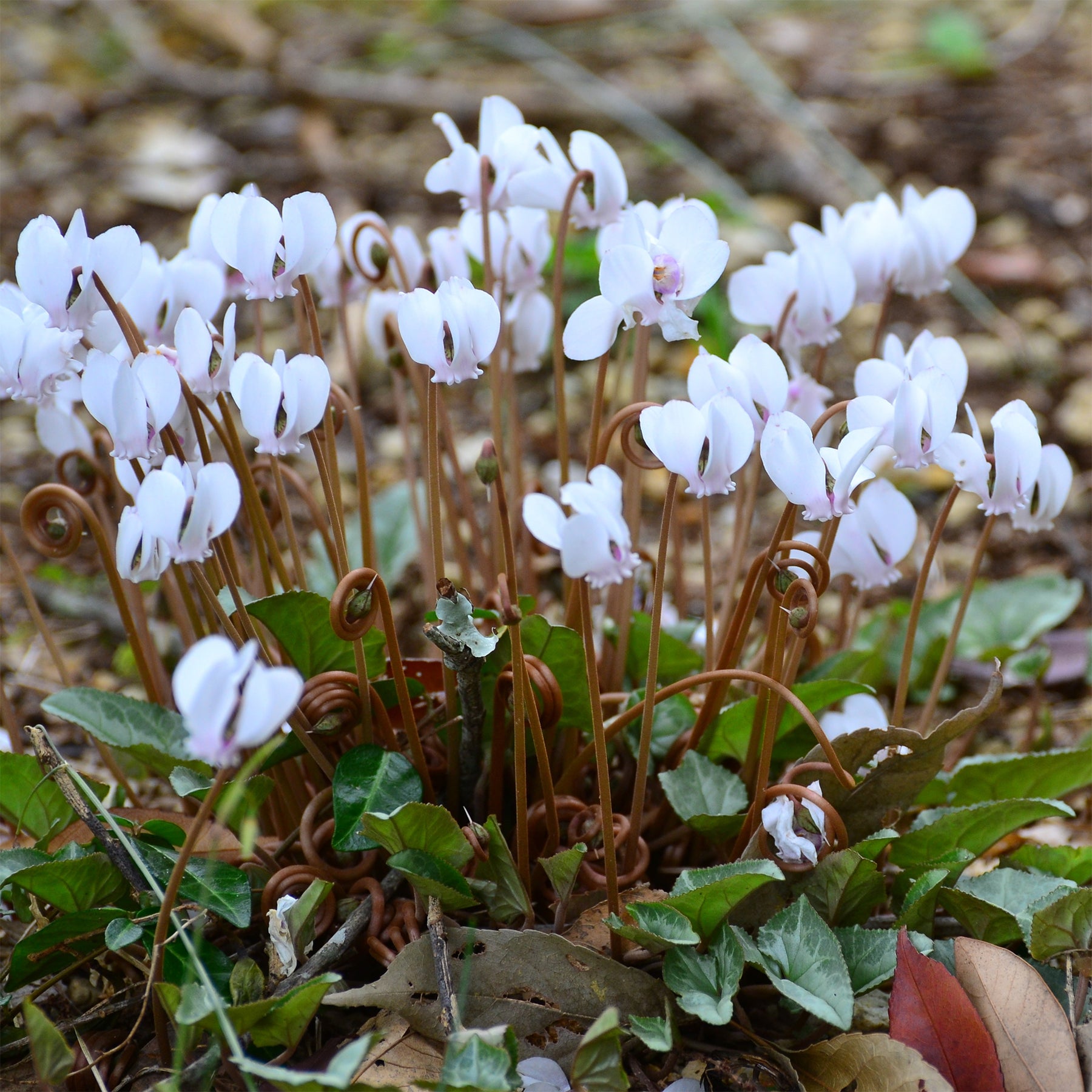 Cyclamen hederifolium Album - Cyclamen de Naples blanc - Bulbes de cyclamen