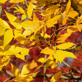 Fraxinus americana Skyline - Frêne d'Amérique Skyline - Frêne