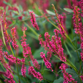 Renouée Amethyst Summer - Persicaire - Willemse