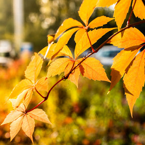 Vigne vierge Yellow Wall® - Willemse