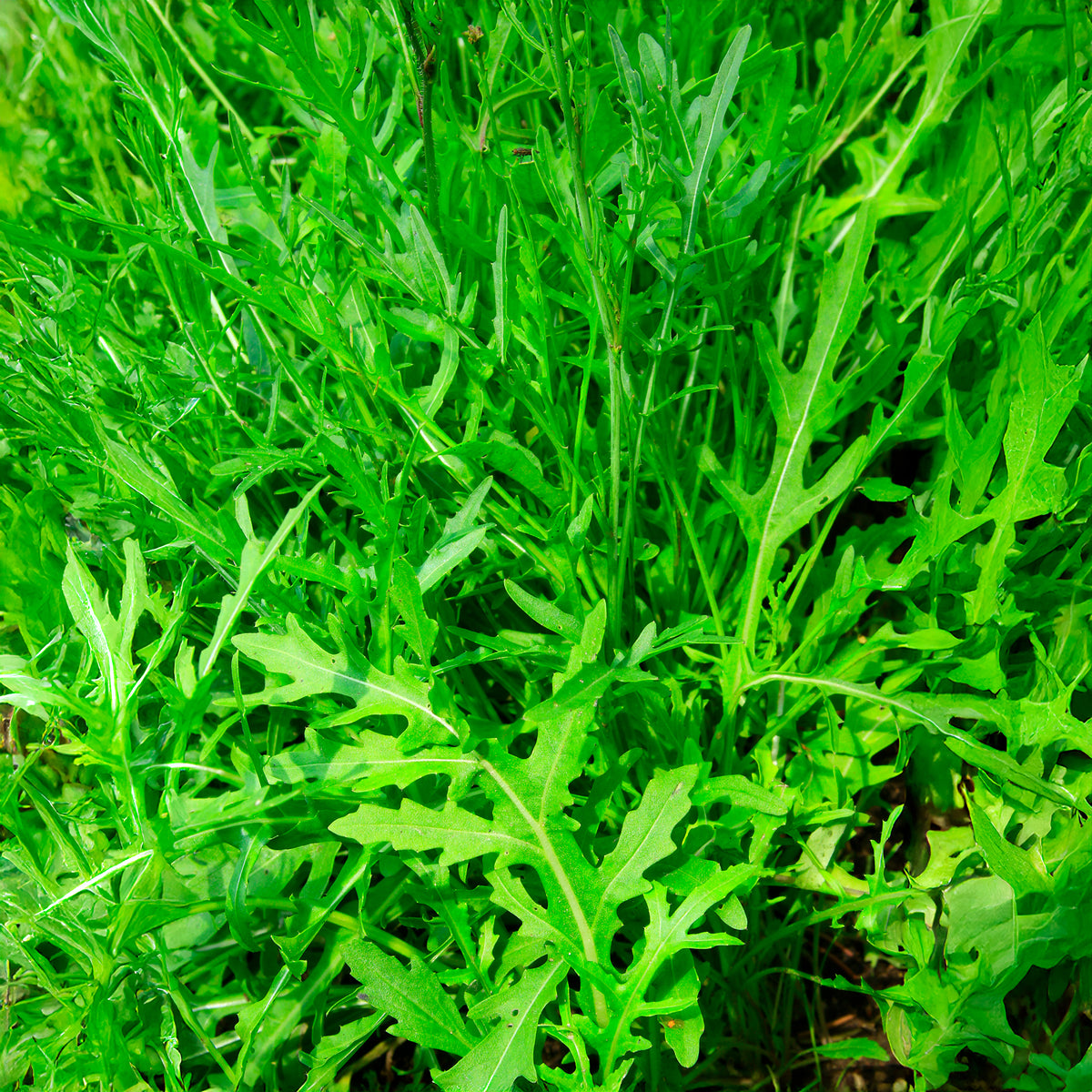 Roquette Wildfire (Wasabi) - Willemse